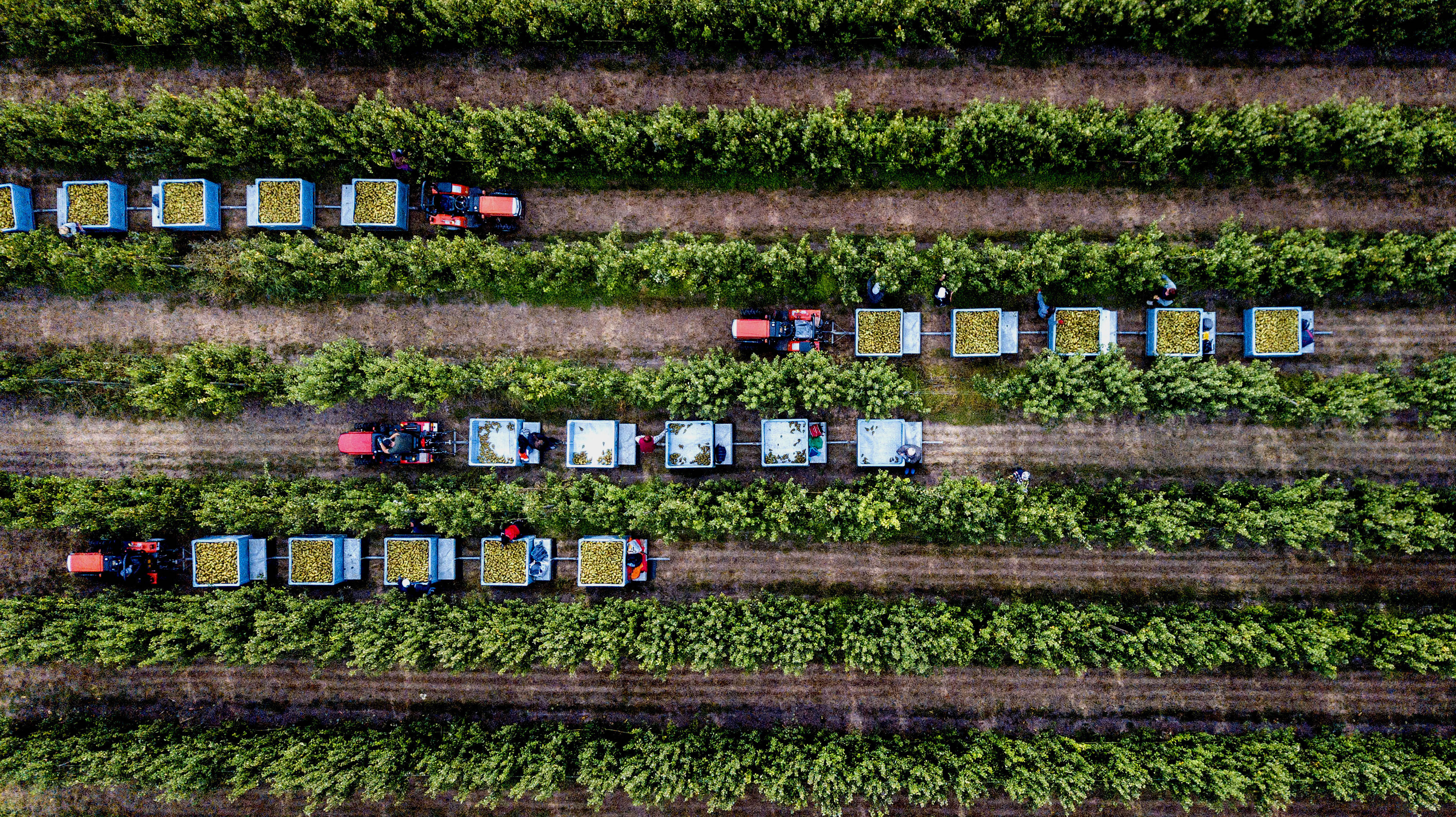 10. Oktober. Landbouw. Biofruit Haneman Winssen 1